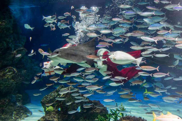 サンタのプレゼント箱を持っていると魚たちに囲まれる