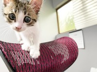 元気を取り戻したテトくん（画像提供：たちつてとさん）