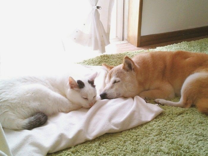 しのに一目惚れしたくぅは少しづつ距離を縮めて、粘り勝ち（辰巳出版 提供）
