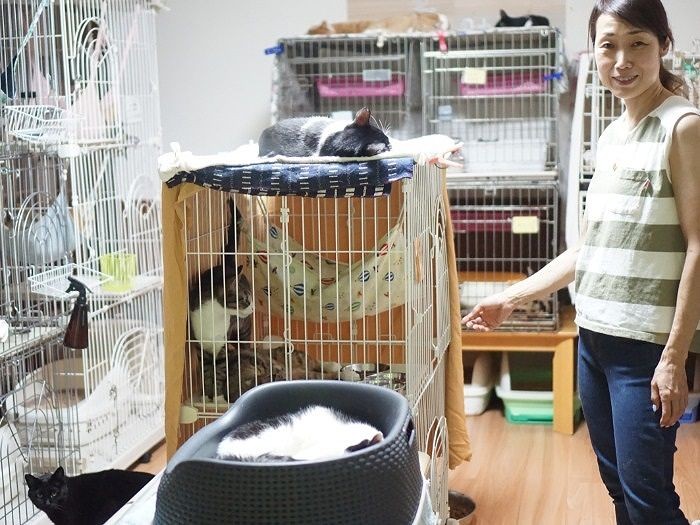 応接間を「猫部屋」にしている
