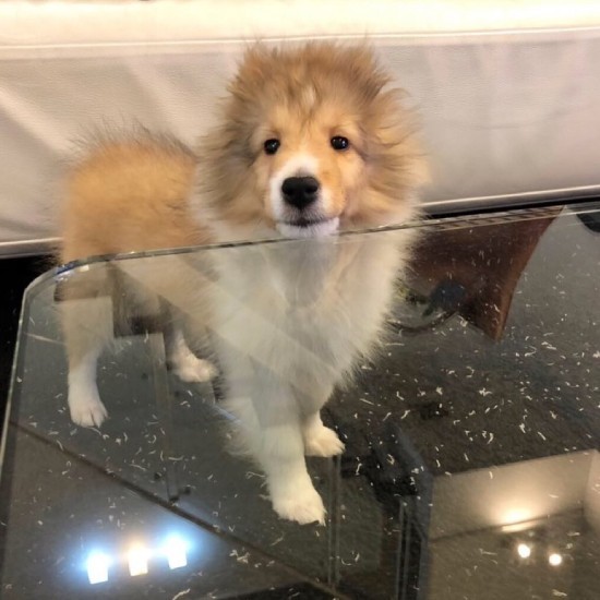 眠るシェルティー