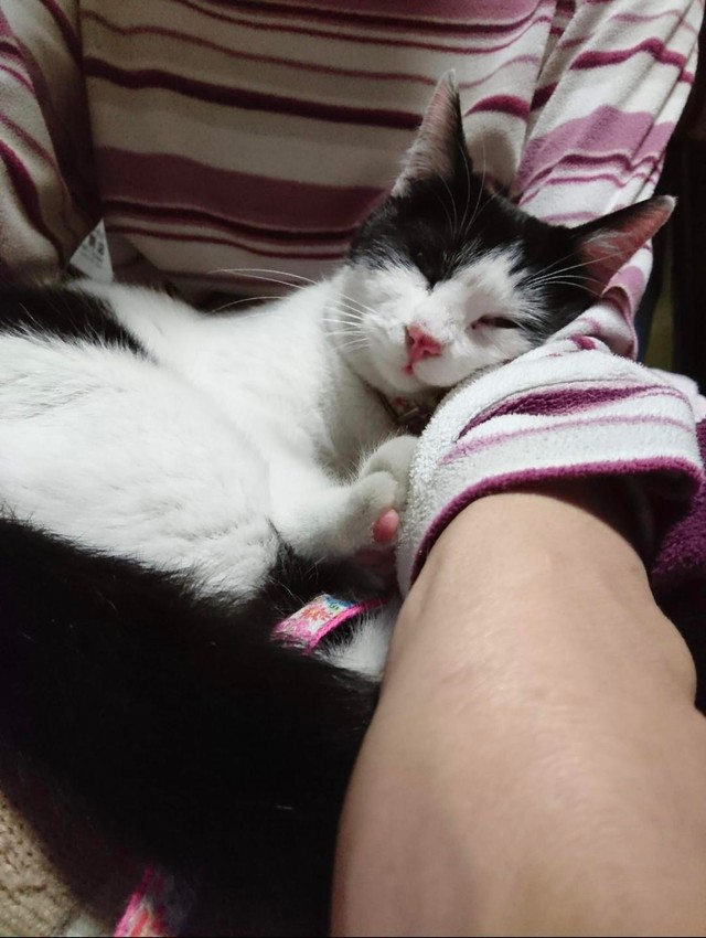 膝枕で甘える＝gatita_himawariさん提供