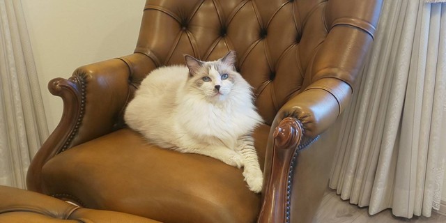 まるでファーストレディーのよう