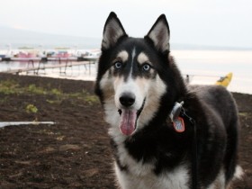 ブルースシンガーとセラピードッグ　犬はオヤツで釣るより、褒めるのがいい