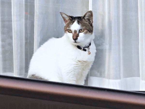 窓の外を眺めるみぃ～みぃ～ちゃん（画像提供：みぃ～みぃ～ちゃんとジャミラズさん）