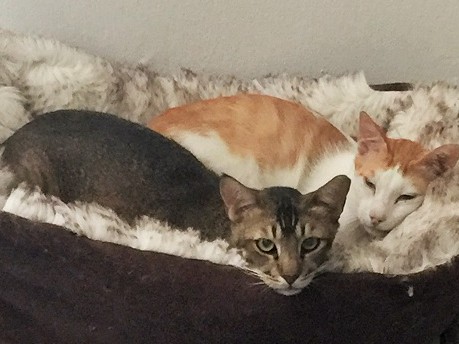 エルサレム猫はツンデレ　エサが欲しい時だけ現れる