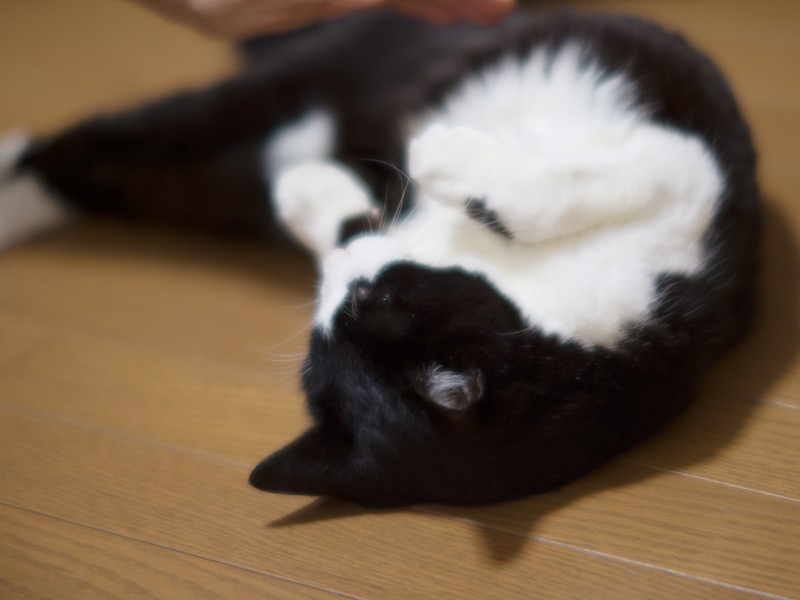 「たくさん遊んだ」（小林写函撮影）