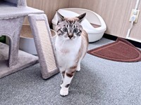 1歳を迎えたちくわくん。外から聞こえてきた音にびっくり！（画像提供：やくまろさん）