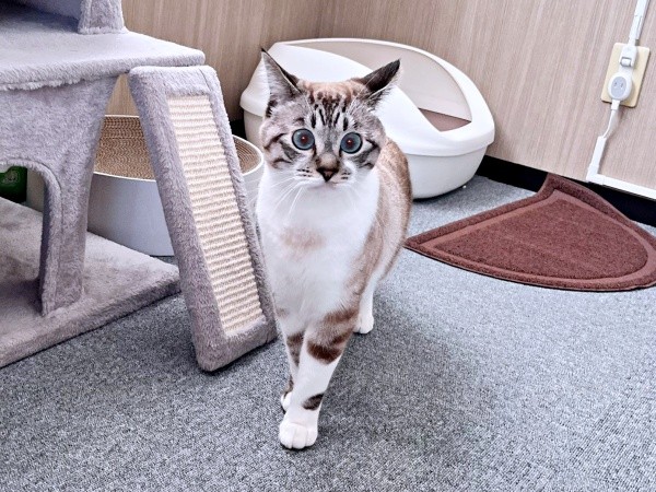 1歳を迎えたちくわくん。外から聞こえてきた音にびっくり！（画像提供：やくまろさん）