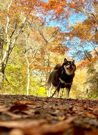 「可愛い〜♡」と言われたので「拒否柴」はやめときますワン（画像提供：黒柴たろうさん @07tarou09）
