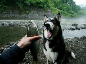 ペットロスから脱するには？　経験者が知る「立ちはだかる２つの壁」とは