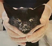 保護当時のいわし