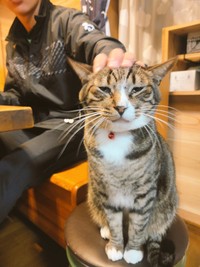 マルちゃんをよしよしするお兄ちゃん＝nyaokoさん（@naokowatanabe5）提供