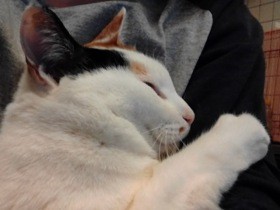 いじめられっこで超マイペース女子な猫の「ボビ」　意外と武闘派であると判明