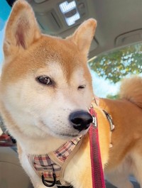 早朝から「パリピな柴犬」になっていた、ももちゃん（画像提供：柴犬もも さん）