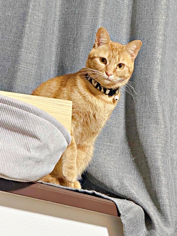 猫がカーテン貫通、穴からドヤ顔お出迎え 「顔出しパネルやんw