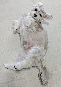 「もっと撫でていいよ？」 へそ天でアピールするペレくん（画像提供：ペレたんさん）