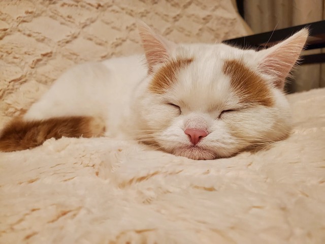 寝ているティーちゃん／mayuneko_teaさん提供