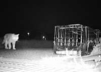 設置したカメラに映り込んだにまめちゃん