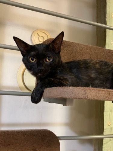 「私もお嫁にいきたい」少し元気になって家族を待つモネ（福島さん提供）