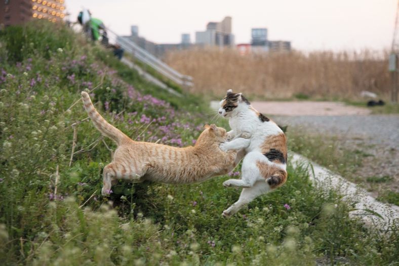 のこったのこった（押しています）（大空出版）