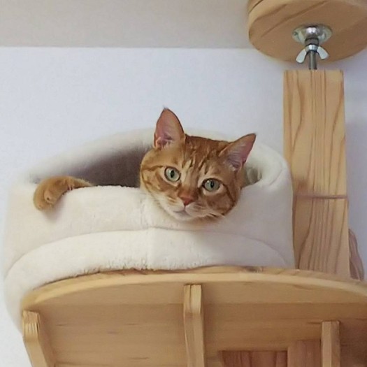 キャットタワーでくつろぐ「こむぎ」