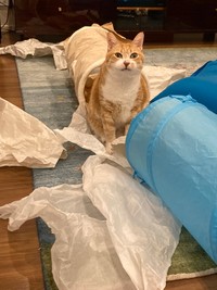 思いっきり散らかして満足げ（「こたぽん」さん提供）