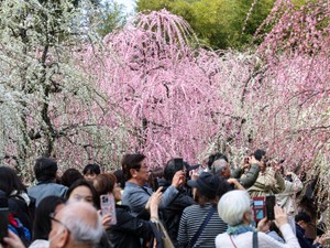 園芸から考える自然　作為をめぐり入り組んだ世界観　川原伸晃