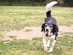 お姉ちゃん犬が困った時は助けに行くよ　ミックス犬「スージィ」