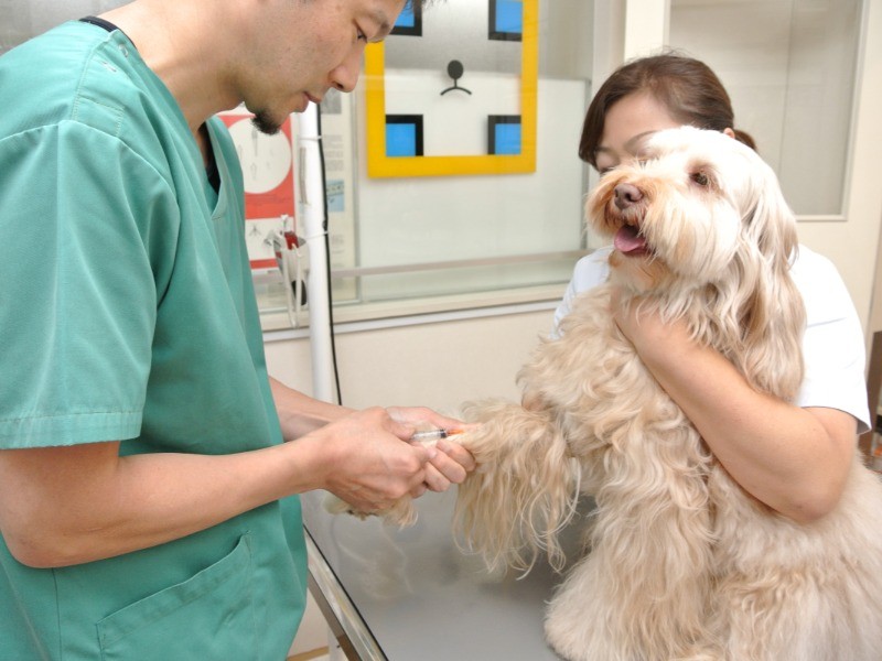 採血し、ワクチン接種によって犬の体内に作られた「抗体」が残っているかを検査する＝安田獣医科医院