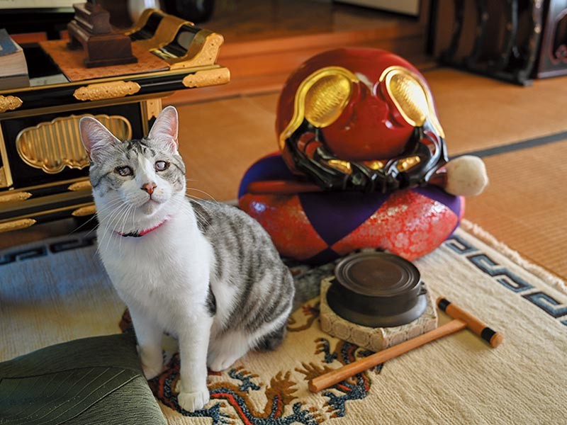 出入り禁止の仏間にも侵入（写真提供：高徳院）