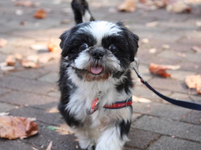 繁殖場の過酷な環境を生き抜いたシーズーの「小春」。新しい家族のもとで、幸せな犬生を送りました（ケンの家提供）