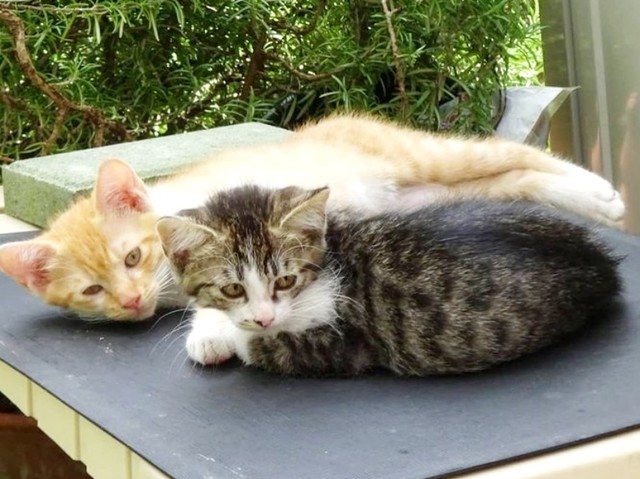 2020年7月、飼い主さん宅の庭でくつろぐ子猫たち（画像提供：鬼檸檬さん）