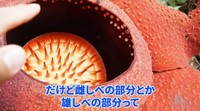 中にはトゲトゲがあり、ハエたちが留まりやすい構造になっているよう。