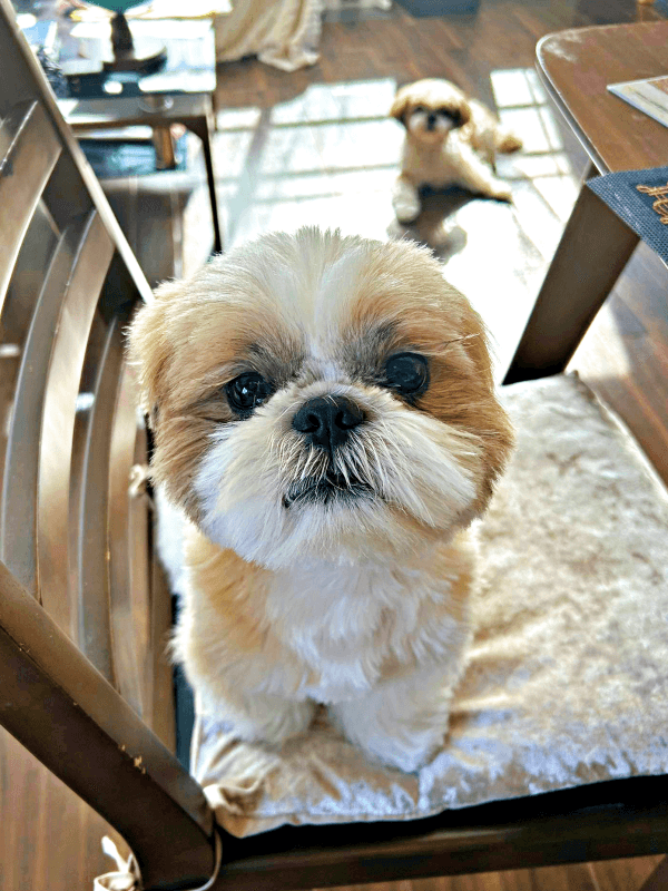 椅子の上にのって飼い主さんを見つめるナチョ氏（画像提供：ぼくナチョだよさん）