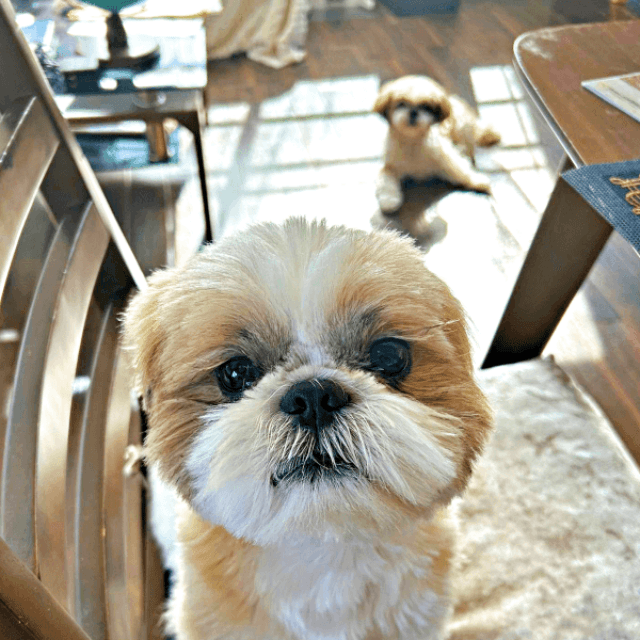 椅子の上にのって飼い主さんを見つめるナチョ氏（画像提供：ぼくナチョだよさん）