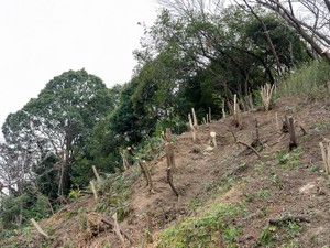 山林の売買をする方法　相場の調べ方や届出・制限・税金を解説！