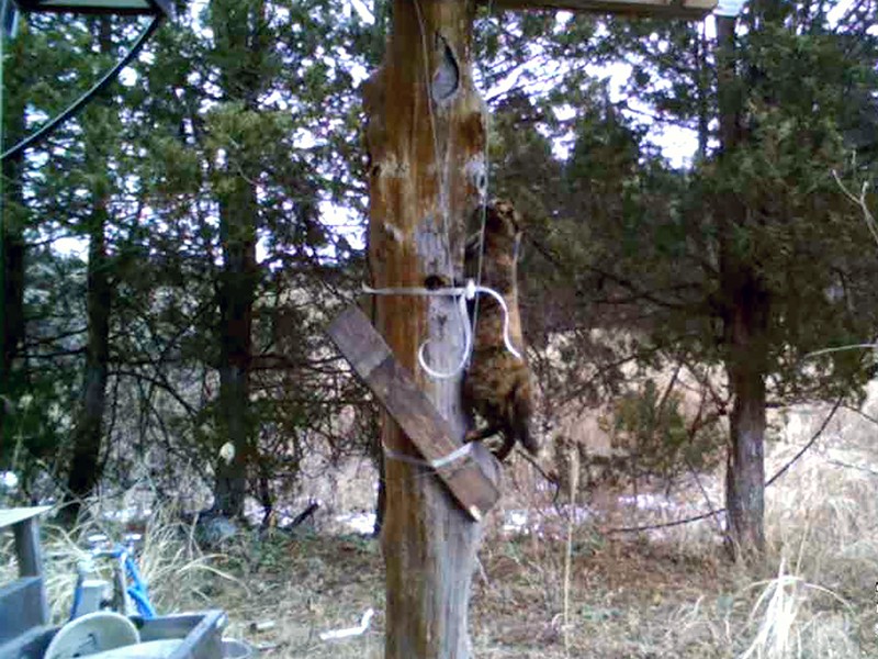 イノシシがめちゃくちゃに壊した餌箱に近づくサビ猫