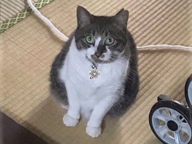朝ご飯まだなんだけどな　ミックス猫「メガロ」、視線でアピール