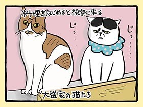 わが家のキッチン視察団　やっぱ、猫じゃけぇ(54)