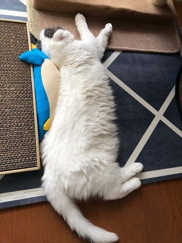 お気に入りのペンギンと添い寝。こんな日がいつまでも続いてほしいと願っていた（かおりさん提供）