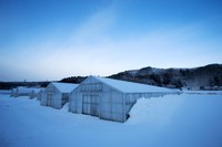 雪深い岩手で冬の雇用を守るため「冬採り」のアスパラガスを作り始めた