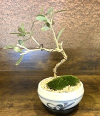 オリーブ盆栽　提供：穴吹エンタープライズ