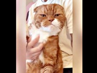 ペットシッターさんに抱っこされ、目をつぶってくつろぐ右京くん（画像提供：shihoさん）