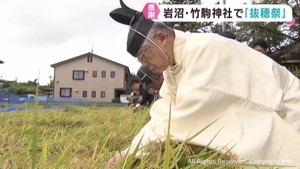秋の実りに感謝　宮城・竹駒神社で抜穂祭　猛暑も収量は例年並み
