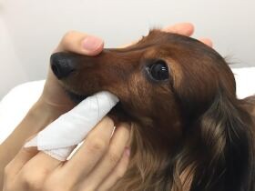犬も歯磨きを始めよう　いきなり歯ブラシはＮＧ、ポイントは大げさなくらい褒めること