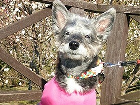 シルバーグレーの毛、年を重ねたおしゃれ犬「ミント」