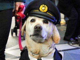 ラブラドルの「きな子」死去　警察犬試験６回失敗、映画にも