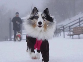 元気で天真爛漫なお姉ちゃん　シェットランド・シープドッグの「イブ」