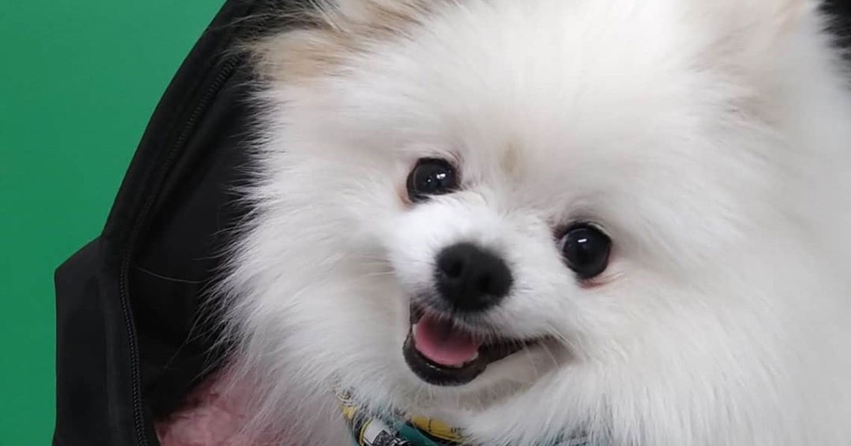 動物病院でにっこりポメラニアン 大福 これから注射だよ 犬 猫との幸せな暮らしのためのペット情報サイト Sippo